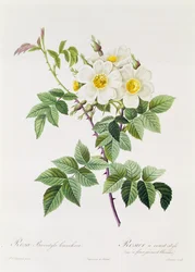 Rosa Brevistyla Leucochroa